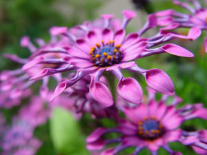 Osteospermum Mauve - Cape Daisy whirlygig type.